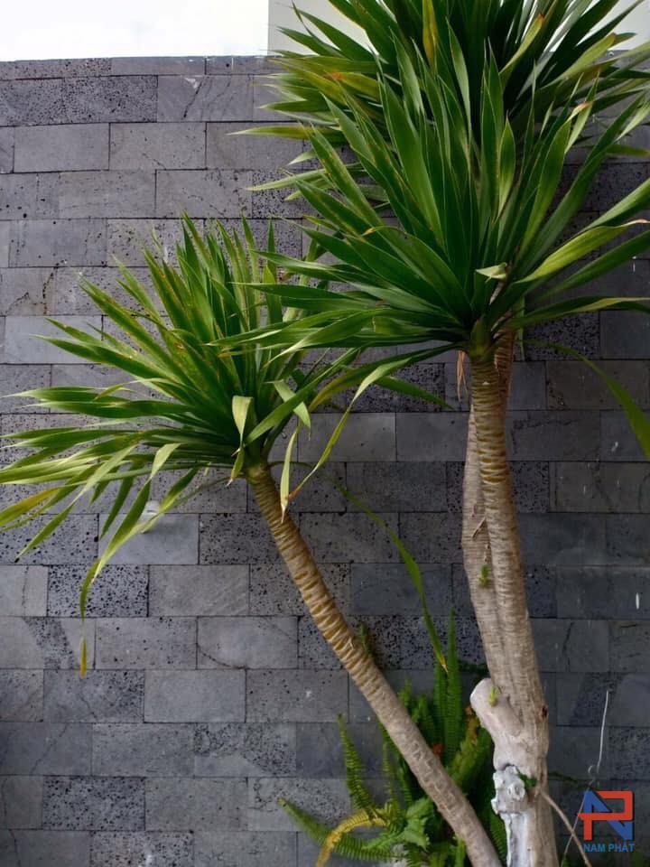 mua đá ong ở đâu long biên