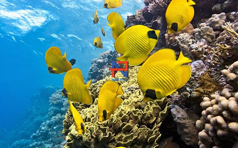 Sàn Gạch 3D NLS3D045